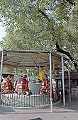 Sarnath - the Bodhi tree 